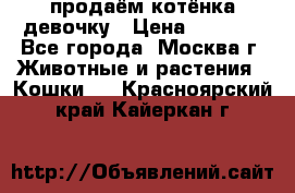 продаём котёнка девочку › Цена ­ 6 500 - Все города, Москва г. Животные и растения » Кошки   . Красноярский край,Кайеркан г.